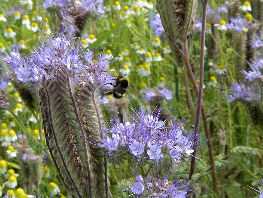 Agrarumwelt Blühstreifen Agrarumwelt Blühstreifen